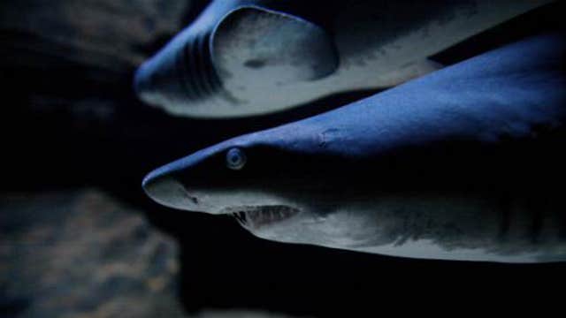 Daredevil cameraman swims with the sharks