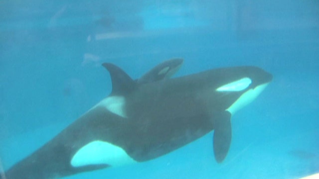 SeaWorld shares get boost from plans to expand killer whale habitats