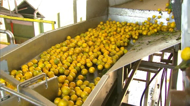 Florida farmers look to diversify to compensate for orange shortage