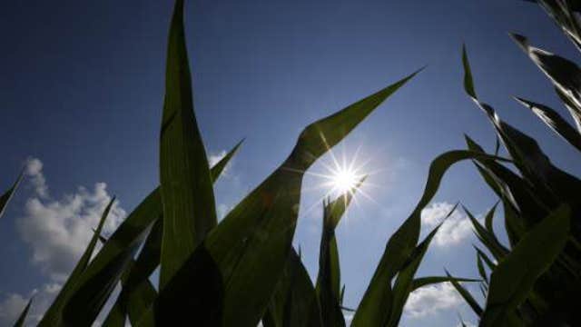 Grain and livestock farmer Clayton Casteel and Nutech Seed district sales managers Jack Powers and Lance Blythe break down how to prepare corn fields for harvest.