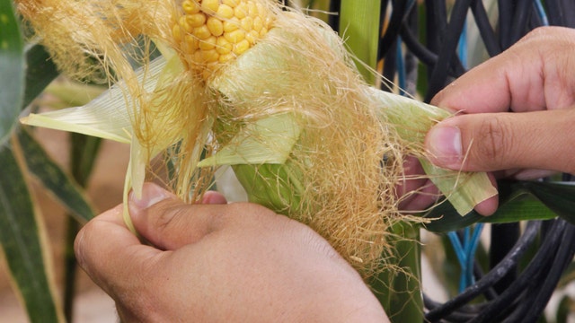 The Elburn Cooperative in Illinois is figuring out how to store what’s expected to be a bumper crop of corn.