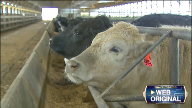 Corn and soybean prices are falling, but live cattle prices are climbing on tight supplies.