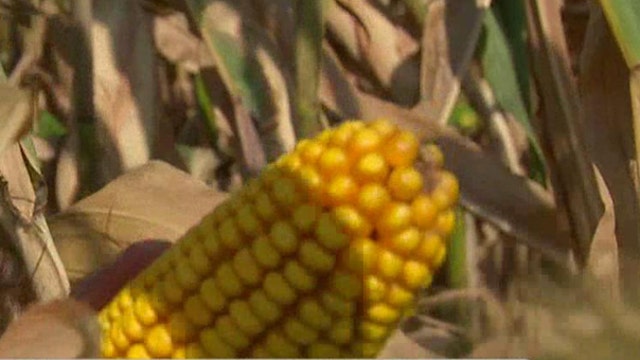 Drought Affecting Midwest Corn Crops