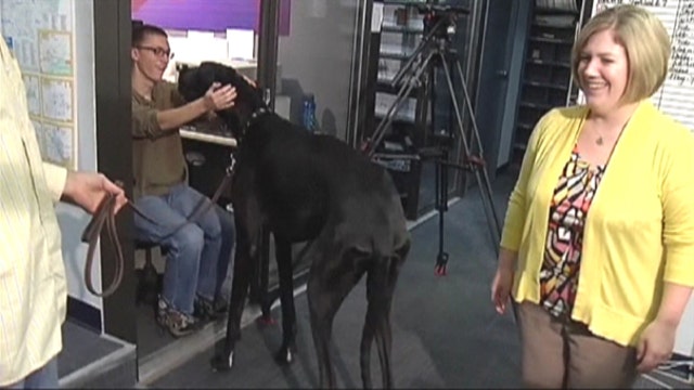 World’s tallest dog dies at age 5