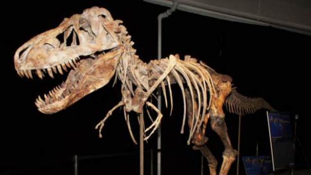Dinosaur fossils could fetch millions at auction
