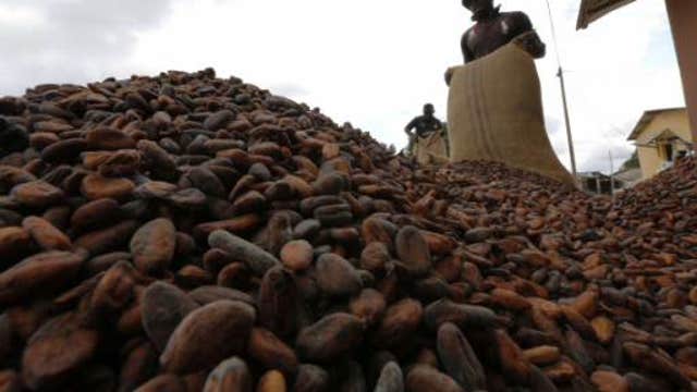 Ebola’s potential threat to the cocoa industry