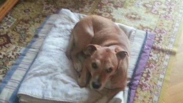 Social media reacts to death of Ebola patient’s dog