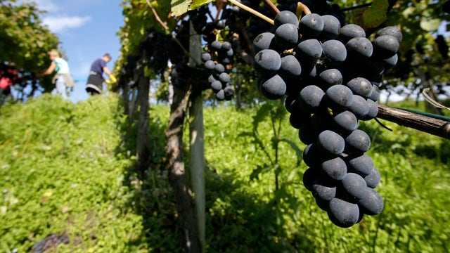 Sour grapes: Drought tests California wine