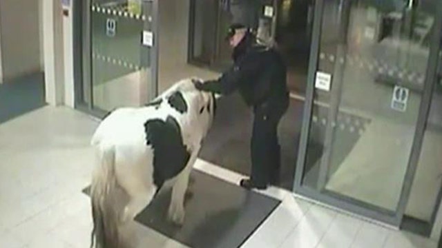 Horse wanders into British police station