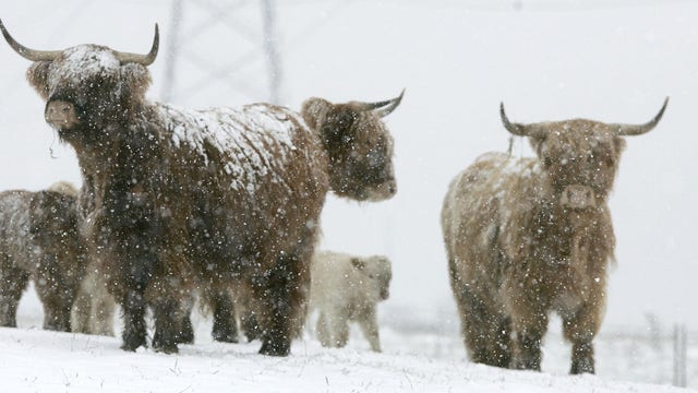 Blizzard devastates cattle herds across South Dakota