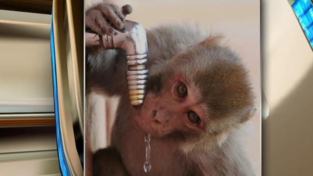 Government waste: Feds spend millions getting monkeys drunk