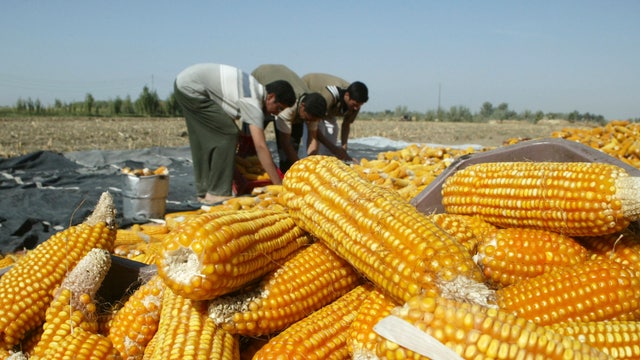 Best corn harvest ever?