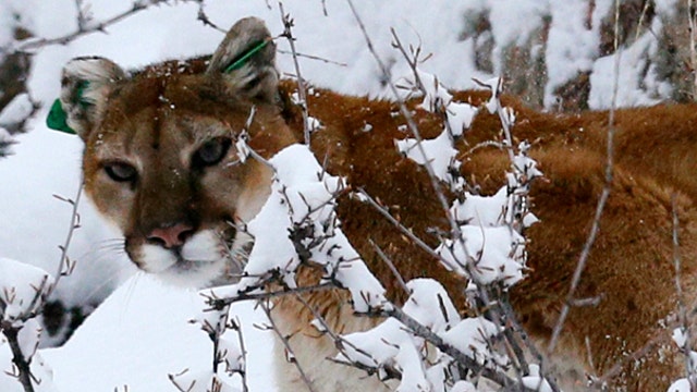 Government spent $856K to teach mountain lions how to use a treadmill?