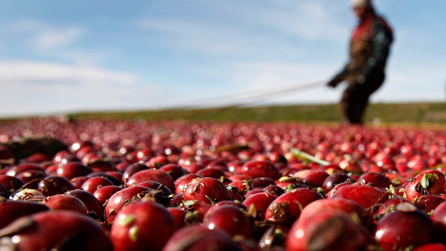 Cranberries: America's newest $$ crop