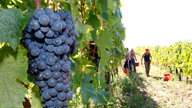 Taking wine from the vineyard to your glass