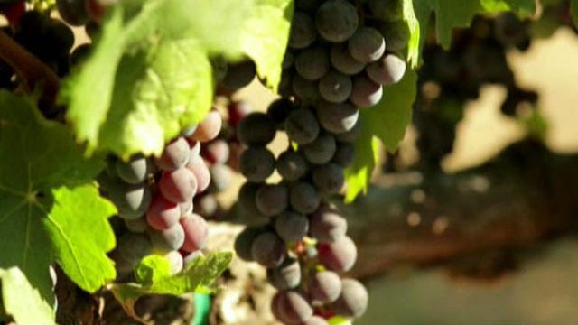 World wine output rebounds