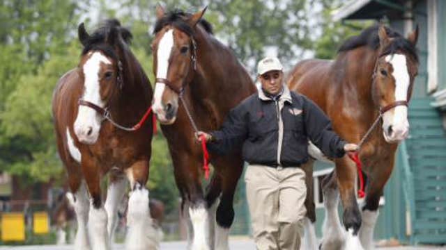 Budweiser dropping Clydesdale horses from ads?