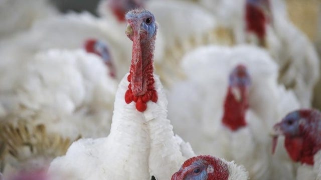 Pardoned turkey’s sweet digs