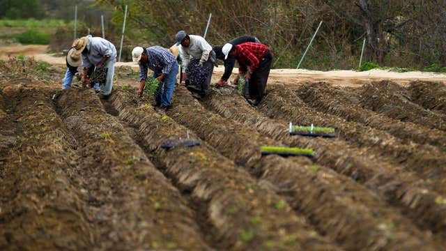 Why are farmers storing corn?