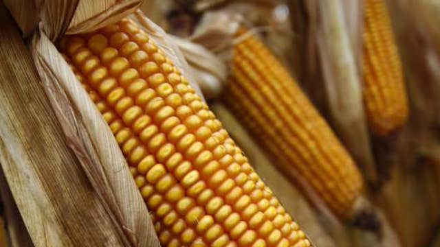 Main Street outsmarts Wall Street: Farmers hold corn crops