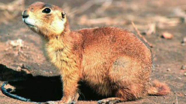 A win for people vs. the prairie dog