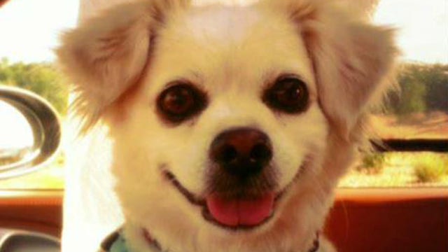 Video chat with your pet