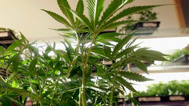 Marijuana legalization turns pot into business opportunity
