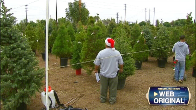 California drought makes selling Christmas trees difficult?