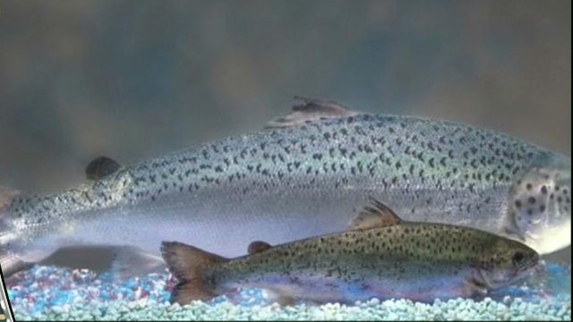 FDA Moves Closer to Approving Genetically Modified Salmon