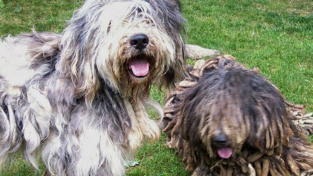 New robot made for walking dogs