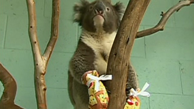 Campaign launched to knit mittens for injured koalas