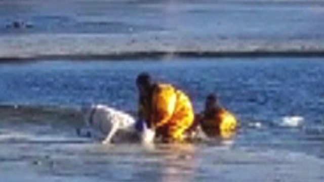 Rescue crews save dog that fell through ice