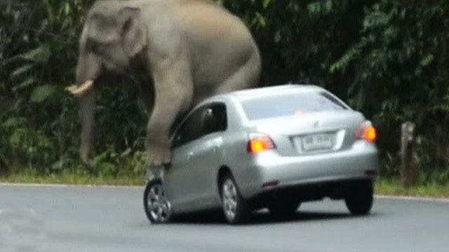 Raw video: Elephant goes on rampage, damages car