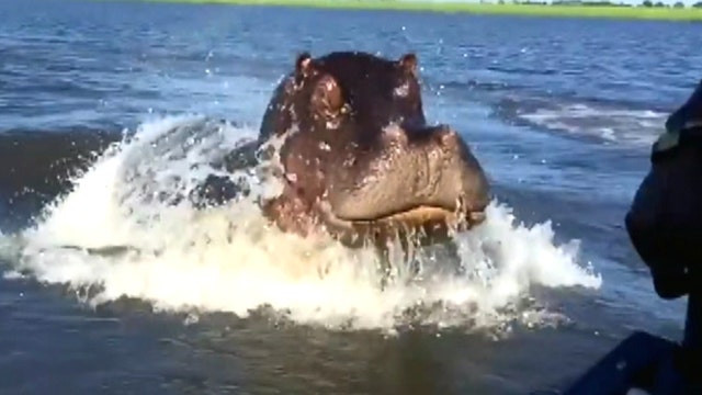 Hungry hungry hippo? Raging beast chases speedboat 