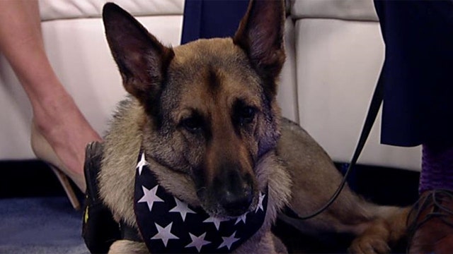 The importance of service dogs for veterans