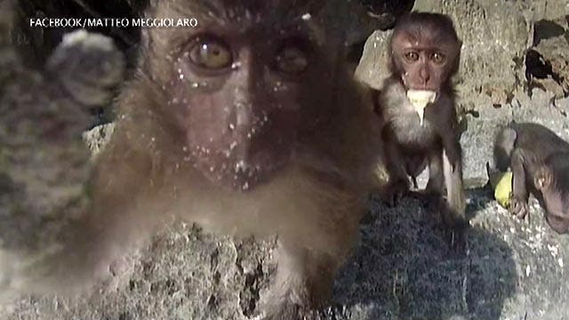 Cheeky monkey grabs tourist's GoPro