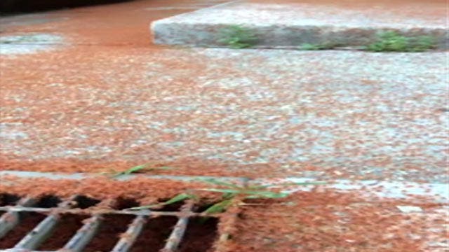 Millions of tiny red crabs swarm Christmas Island