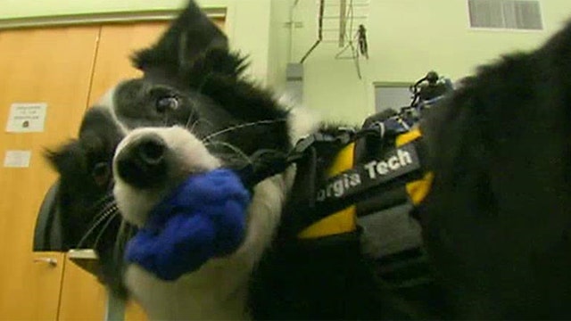 Wearable technology improves communication with service dogs