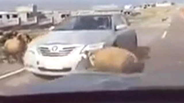 Headlight head-butt: Angry ram rams passing car
