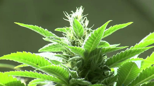 Woman cashing in on Colorado's marijuana laws