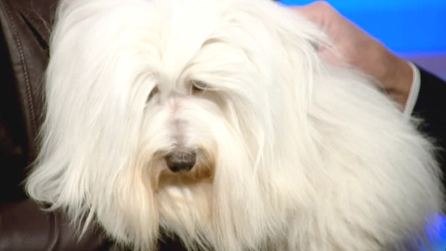 Fox Flash: Westminster Dog Show