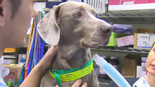 Unique NYC animal hospital treats pets from around country