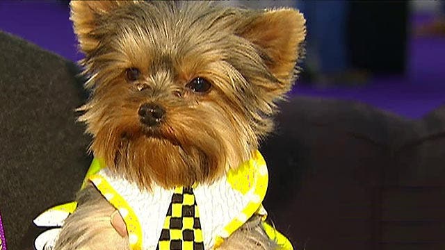 Behind the scenes of the Westminster Kennel Club dog show