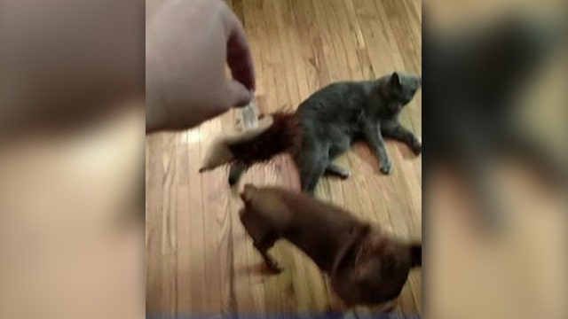 Bully dog tackles cat to get toy