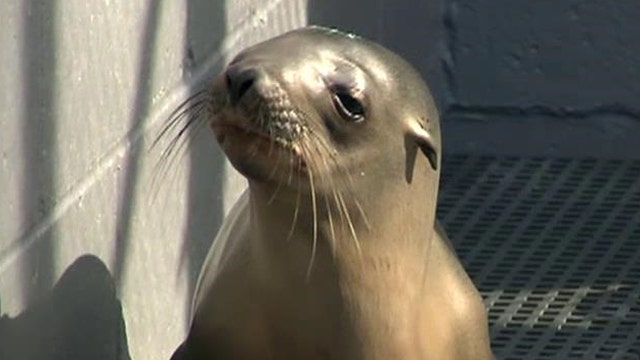 Unusual number of sea lions becoming stranded on CA beaches
