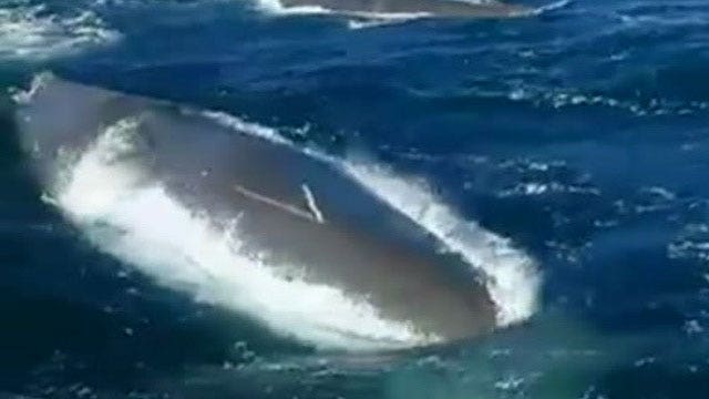 Sperm whale rams fishing boat