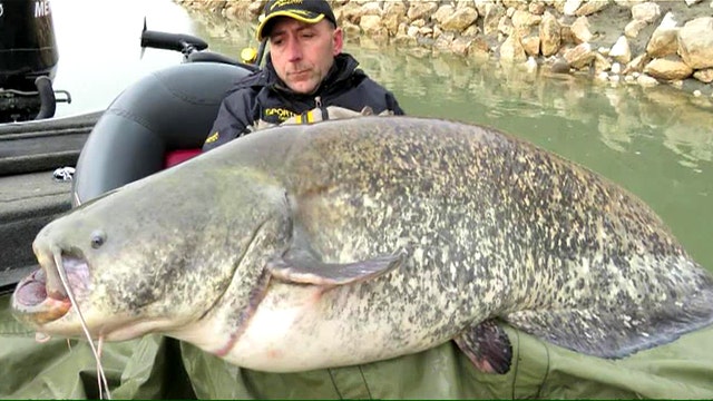 Catch of the day: Fisherman lands monster catfish