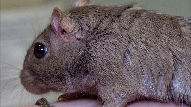 Study: Gerbils, not rats, brought plague to Europe