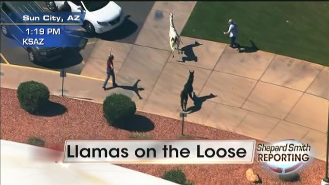 In case you missed it: Llamas on the loose