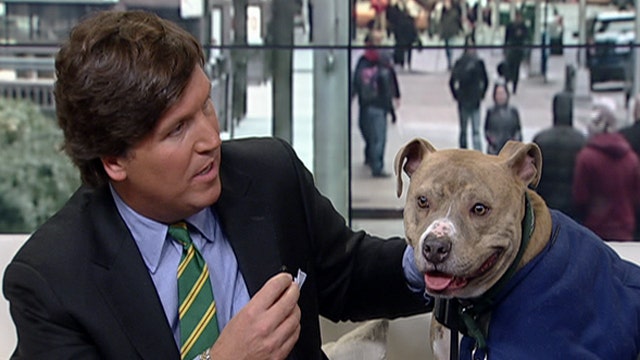 After the Show Show: Joey the pitbull